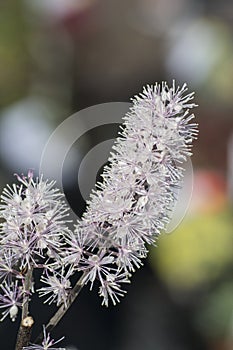 White and pink cimicifuga in bloom