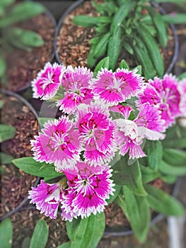 White pink cinese flowers in pots