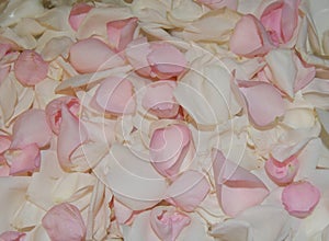 White and Pink Close Up Rose Petals - Romantic Theme Background with Copyspace - Flower Petals Backdrop