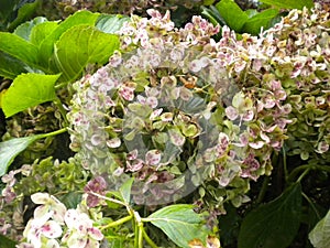 White and pink Flowers