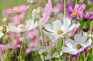 White and pink cosmos in flower garden