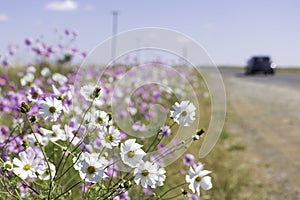 White and pink Cosmos flowers blooming in the sunshine next to the road