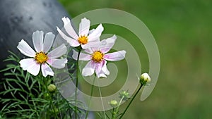 White and pink cosmos flowers fluctuate from the wind