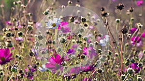 White and pink cosmos flowers sway on the wind