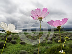 White and pink cosmos sulphureus flower on blur mountain and lake background