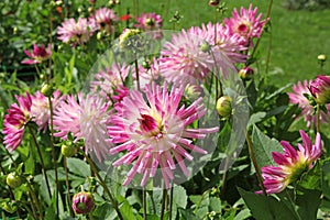 White and pink dahlia cactus flowers in late summer