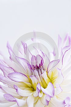 White and Pink Dahlia - Orchid Lace