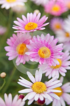 White and pink daisies