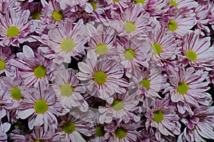 White and pink daisies with a green middle