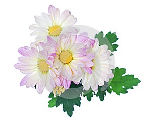 White Pink Daisy Flower Daisies Floral Flowers
