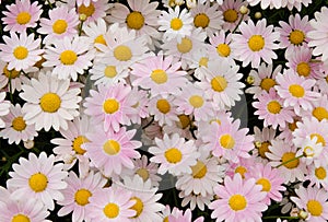 White and pink daisy flowers