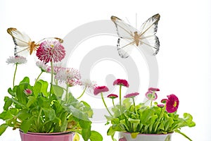 White and pink daisy flowers in flowerpots and decorative butterflies on a background of pink clouds.