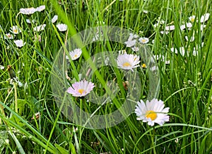 White and pink daisy flowers in green grass meadow