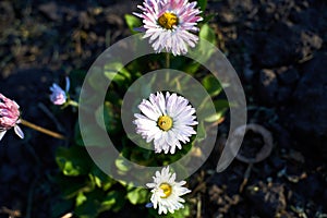 White and pink daisy flowers outdoor in the park. Spring season, nature wallpaper, postcard, space for text