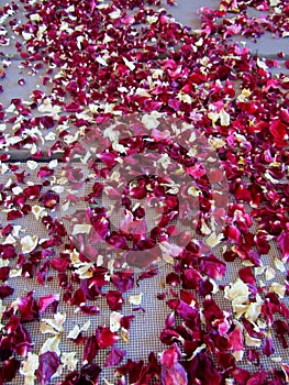 White and pink dried tea rose petals background