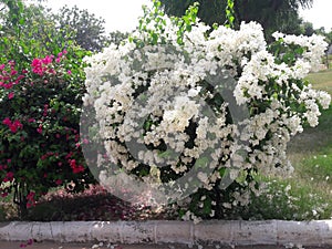White and pink evergreen  flowers creepers in the garden looking so beautiful