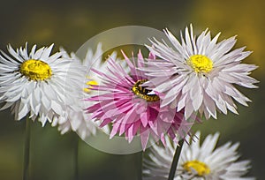 White & Pink Everlasting flower in Kings Park, Perth, Western Australia, Australia.