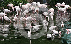 White and Pink Flamingo