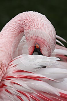 White and Pink Flamingo