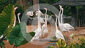 White or Pink Flamingo at the Khao Kheow Open Zoo. Thailand