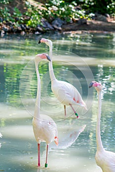 White and pink flamingo live birds walk in the water at the zoo in summer