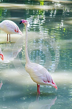 White and pink flamingo live birds walk in the water at the zoo in summer