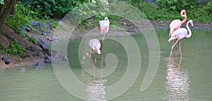 White-pink flamingo in park