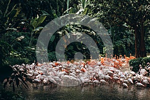 White and pink flamingos in the pond.