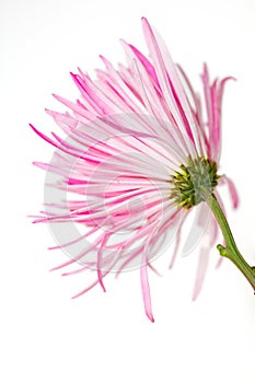 White and pink flower