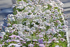 White & Pink Flower