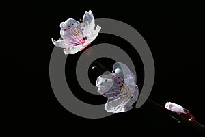 White and pink flower of apple tree Malus Domestica on tip of one branch during spring, dark background