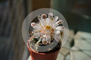 White-Pink flower blooming on top Gymnocalycium cactus in pot