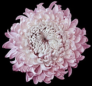 White-pink flower chrysanthemum isolated on black background. For design. Clearer focus. Closeup.