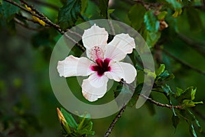 A white and pink flower in a garden photo