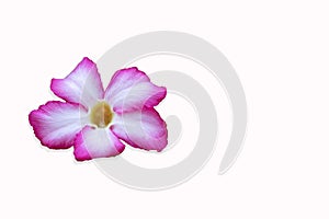 white and pink flower isolate on white background