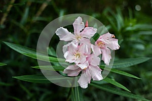 White-pink flower singl perl oleander. Large flower petals, green leaves.