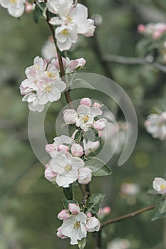 White and pink flowers of an apple tree