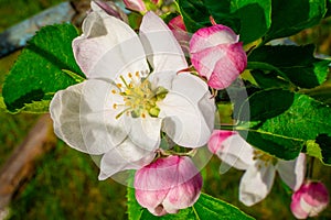 White and pink flowers of a blossoming apple tree close-up