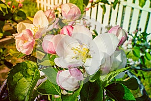 White and pink flowers of a blossoming apple tree close-up