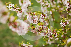 White with pink flowers of the cherry blossoms on a spring day in the park