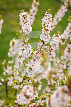 White with pink flowers of the cherry blossoms on a spring day in the park