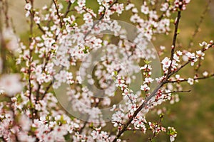 White with pink flowers of the cherry blossoms on a spring day in the park