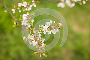 White with pink flowers of the cherry blossoms on a spring day in the park