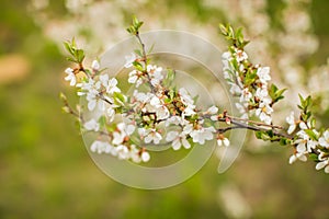 White with pink flowers of the cherry blossoms on a spring day in the park