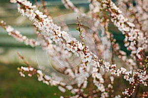 White with pink flowers of the cherry blossoms on a spring day in the park