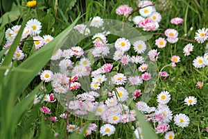White-pink flowers of daisies Bellis perennis in green grass