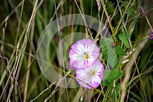 White and pink flowers of field bindweed, closeup