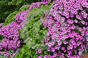 White-pink flowers from flower beds. Garden Phlox Phlox paniculata. Natural background. Garden Ornamental Plants