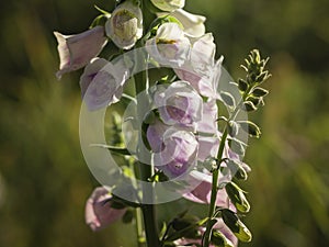White and pink flowers of foxglove blooming