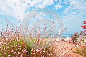 White and pink flowers Gaura Lindheimeri whirling butterflies on the seashore on summer day. Selective fokus